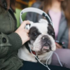 Un estudio revela los géneros musicales favoritos de nuestras mascotas