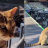 El adorable gato “inspector” que supervisó el show de Coldplay en Abu Dhabi