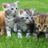 Día Internacional del Gato: por qué se celebra y la importancia de estos felinos en nuestras vidas