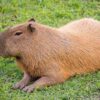 EEUU: Un local de Florida permite a sus visitantes acariciar capibaras