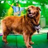 “Cocoa”, la perrita que se roba corazones de los fans y arrasa en los escenarios de reggae