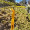Pulmón Banco BISA impacta positivamente a Calacoto