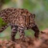 Leopardus tilcayo: Nueva especie de felino descubierto en Bolivia, la primera en más de un siglo