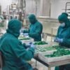 Las seis plantas de INTI revalidan su certificación de Buenas Prácticas de Manufactura tras más de 20 años de cumplimiento continuo